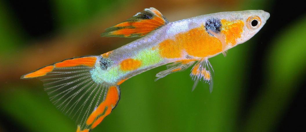 网络ddos监测分析工具