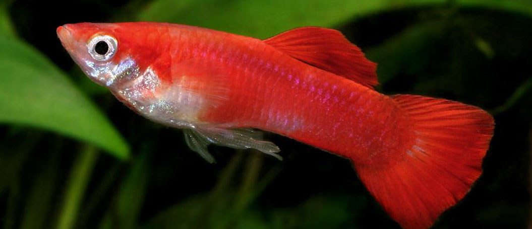 ddos攻击在哪能买到