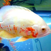 高端商业定制的攻击网站在线工具